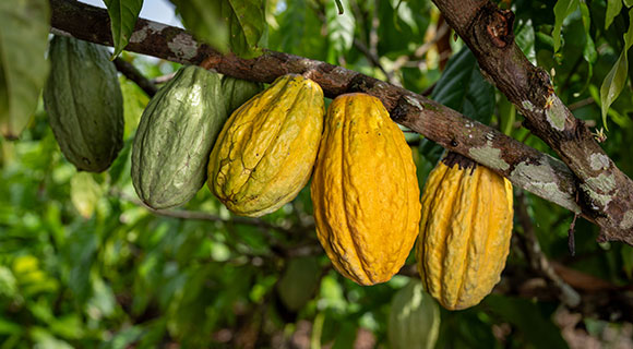 Grand Cru Esmeraldas aus aromatischem Arriba-Kakao