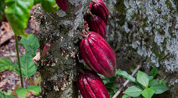 Grand Cru Maracaibo from the finest Criollo cacao