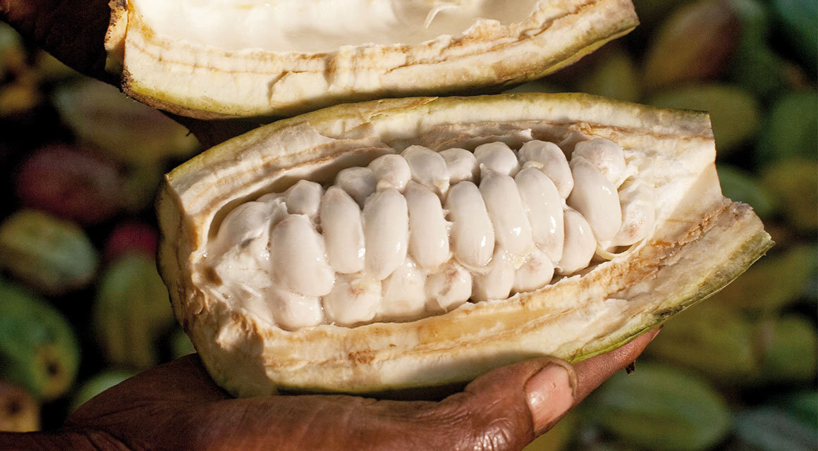 100% du fruit du cacaoyer