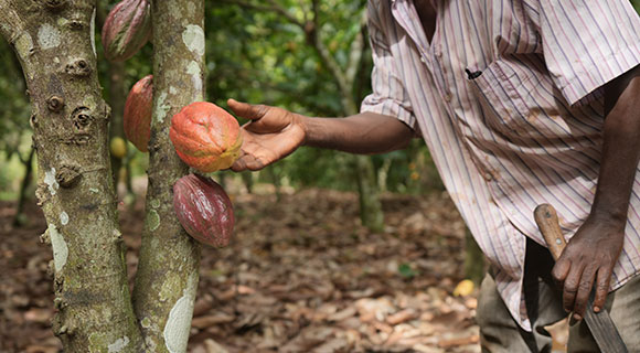 Forastero cacao beans from Suhum, Ghana