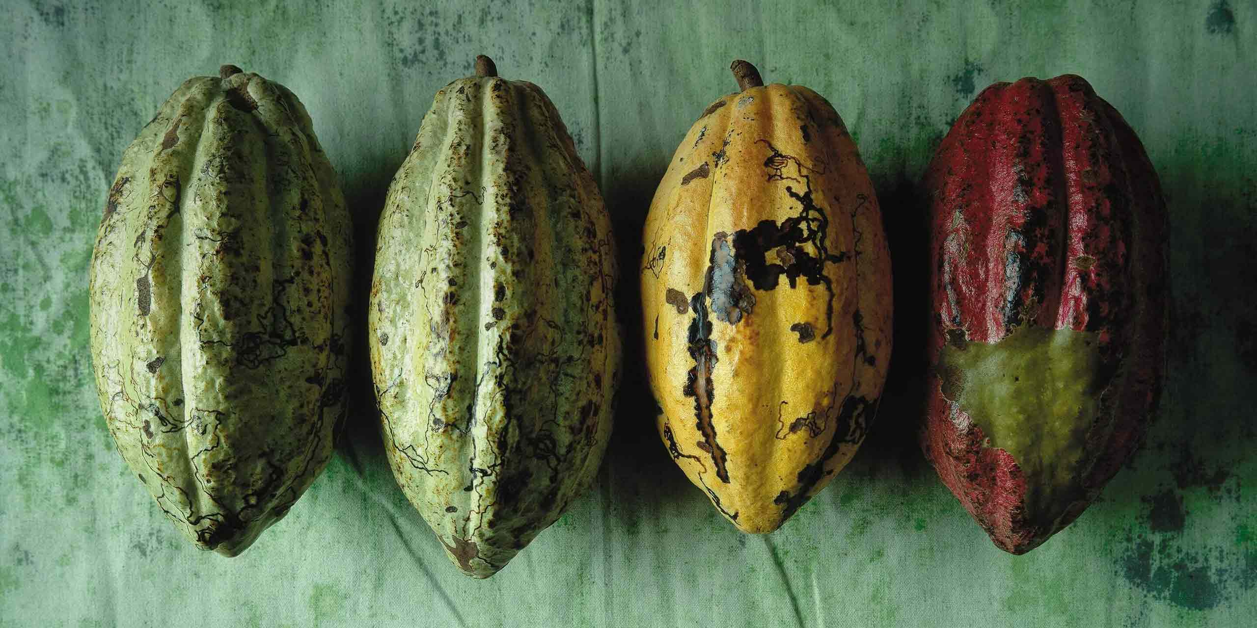 The journey of the cocoa