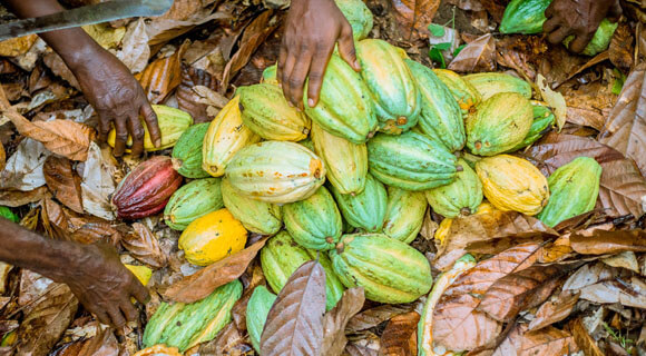 Les meilleures provenances: cacao Forastero du Ghana