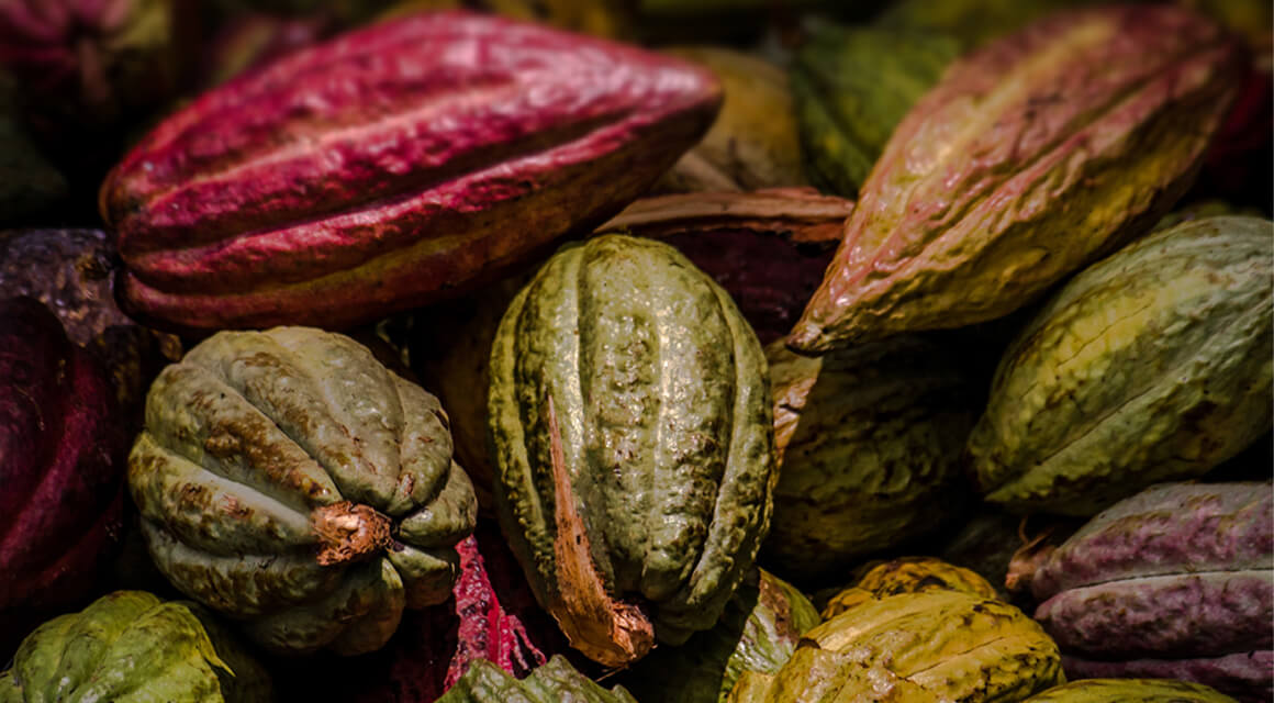 Fine cacao, produced sustainably