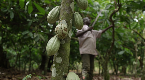 Forastero cacao beans from Suhum, Ghana